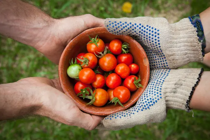 bowl of tomatoes served on person hand